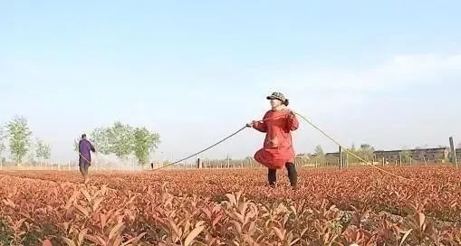 生物菌肥，有機(jī)肥，復(fù)合肥怎樣搭配使用效果好